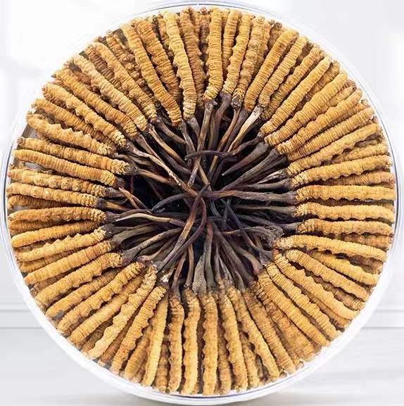 屯城镇冬虫夏草回收